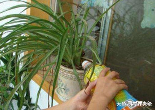 黄叶又不开花? 这样一处理, 比新买的还要好看!