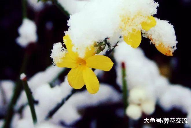 冬季爬满墙的迎春花, 能够开满一大片金黄色的花朵