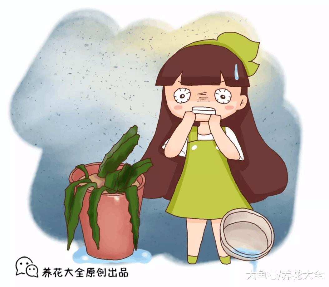 新鲜的淘米水拿来浇花, 难怪你养不活花!
