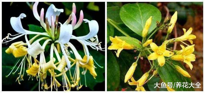 还在花钱买药? 种上这5种花, 省得不是一点点!