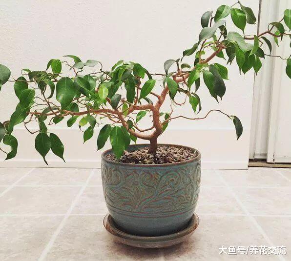 为什么现在越来越少人在家里养盆栽垂叶榕?