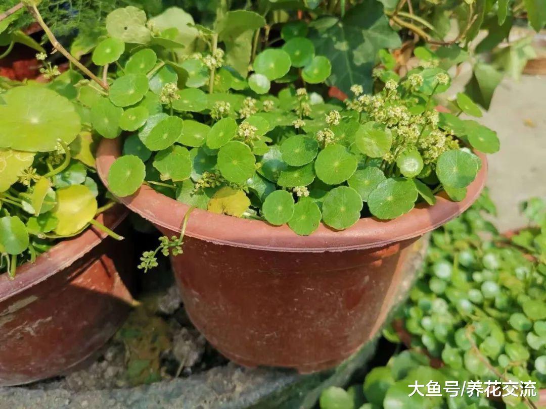 铜钱草种花坛上蔓延一大片, 掐一段泡水里就能生长