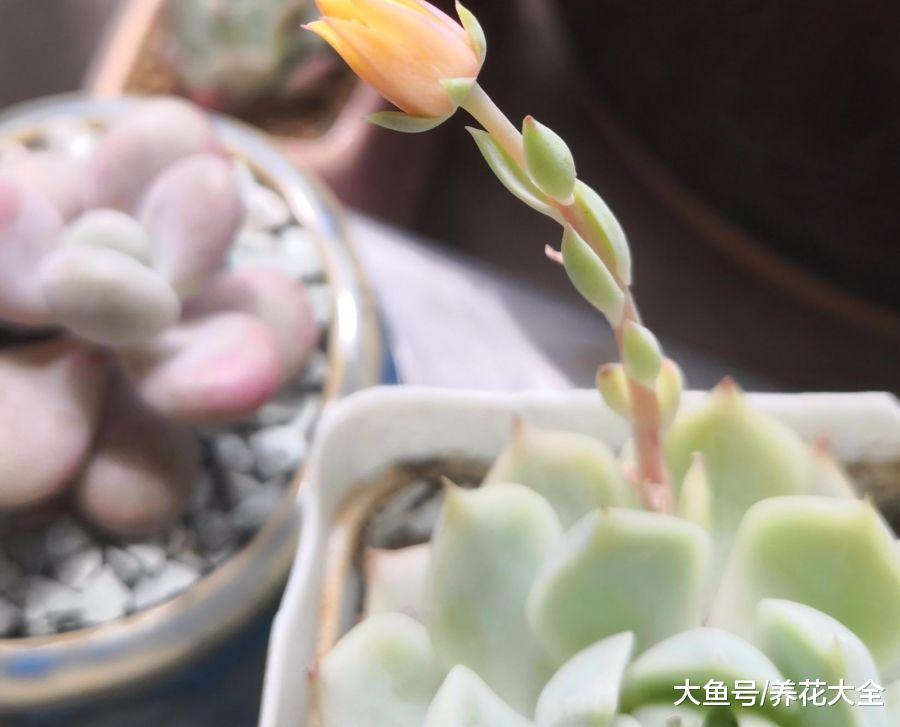 掐掉的多肉花剑, 千万别扔, 插土里成活率贼高!