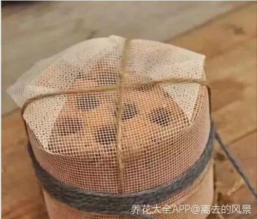 路边捡个蜂窝煤, 拿来养多肉, 夏天也能蹭蹭长!