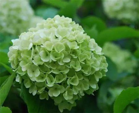 绣球花越养越绿? 这样修剪掉, 秋后还能开一茬!