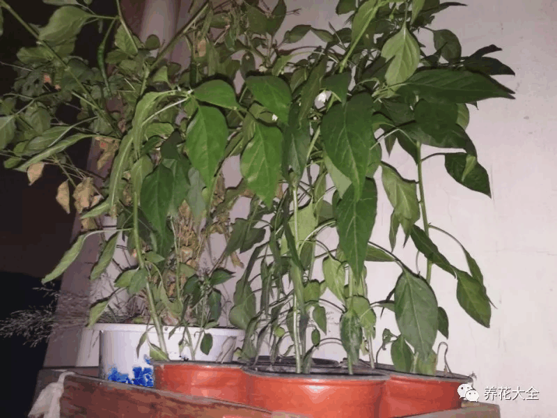 夏天这么浇水, 花旺的像打了药, 肥料营养液全省了!