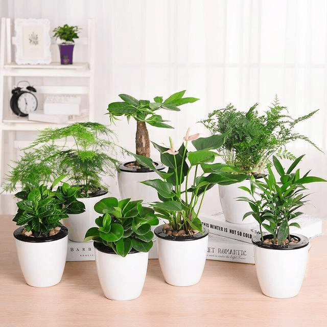 这3种花, 摆在家里吸“甲醛”, 养眼还养人!