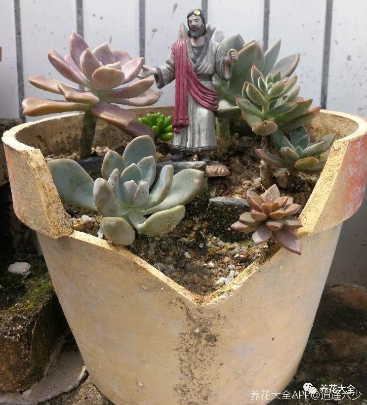 还在买花盆? 她拿破盆养花种肉, 比卖的还要好看!