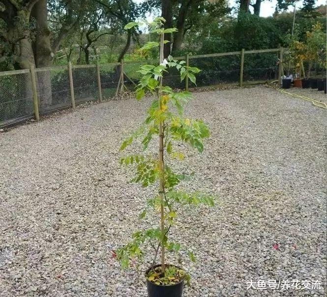 经过适当的修剪, 紫藤花能开出满树枝的花朵