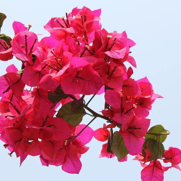 想把“三角梅”养的旺, 就用这“2种”小东西, 开花能近100朵!