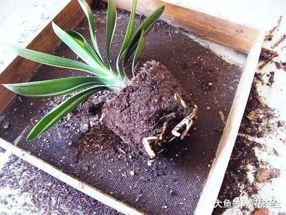 君子兰不开花? 那就给它换个盆, 花叶一起往外长!