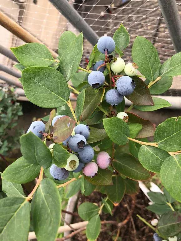 阳台种盆它, 1次结果200个, 碗里都装不下!