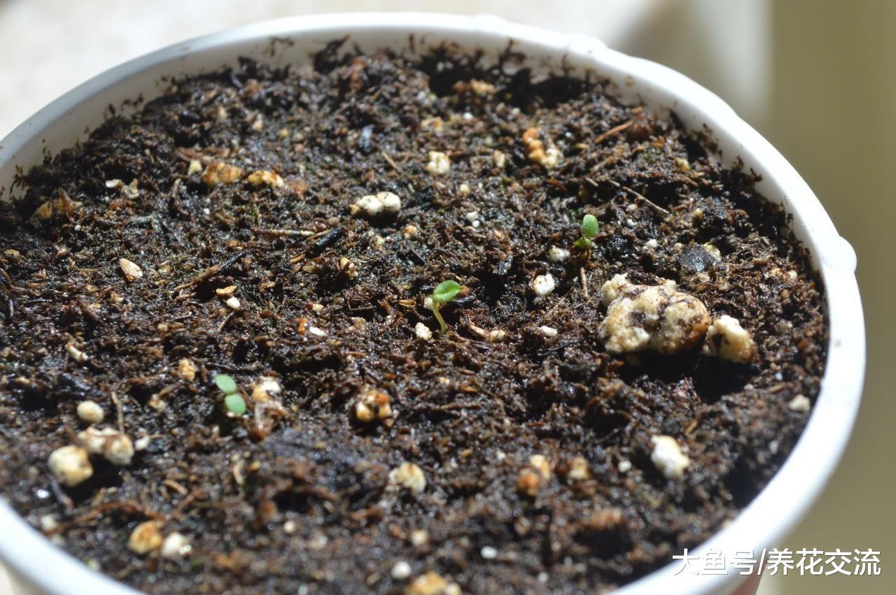 花友阳台上的一片墙都种满了草莓, 经常结果, 一个人都吃不完