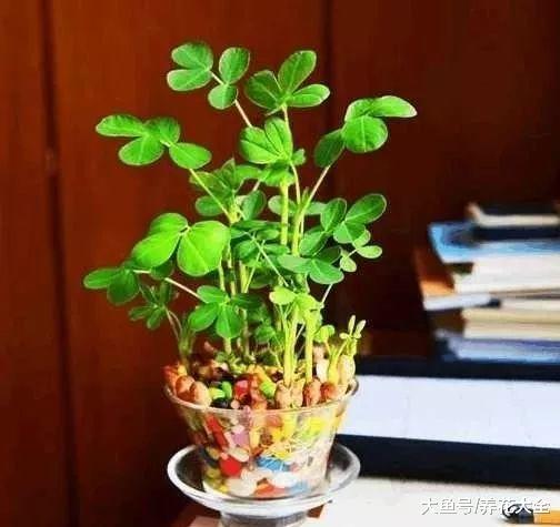 在家种一盆花生, 既好吃又好看, 一点不比绿萝差!