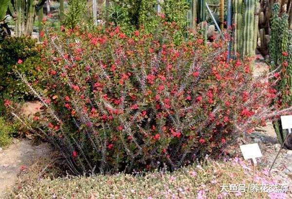 特别容易开花, 花期超长的9种观赏花卉, 适合新手的一些盆栽