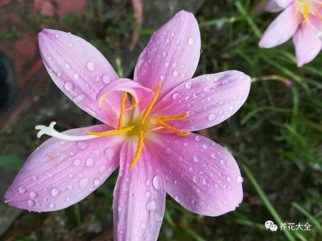 这7种花越淋雨开的越欢腾, 雨天搬窗外, 1夜就开花!