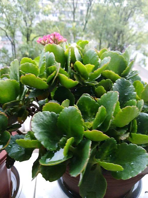 80岁老妈养长寿, 叶子肥厚像白菜, 开花太凶猛了!