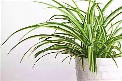 不同窗台放不同植物养殖, 分分钟爆盆, 你家植物适合放哪里?