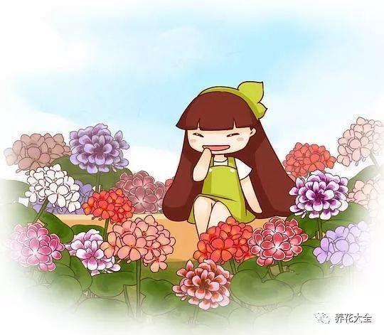 他家的菊花长成了树, 能开出6种颜色, 谁看谁喜欢!
