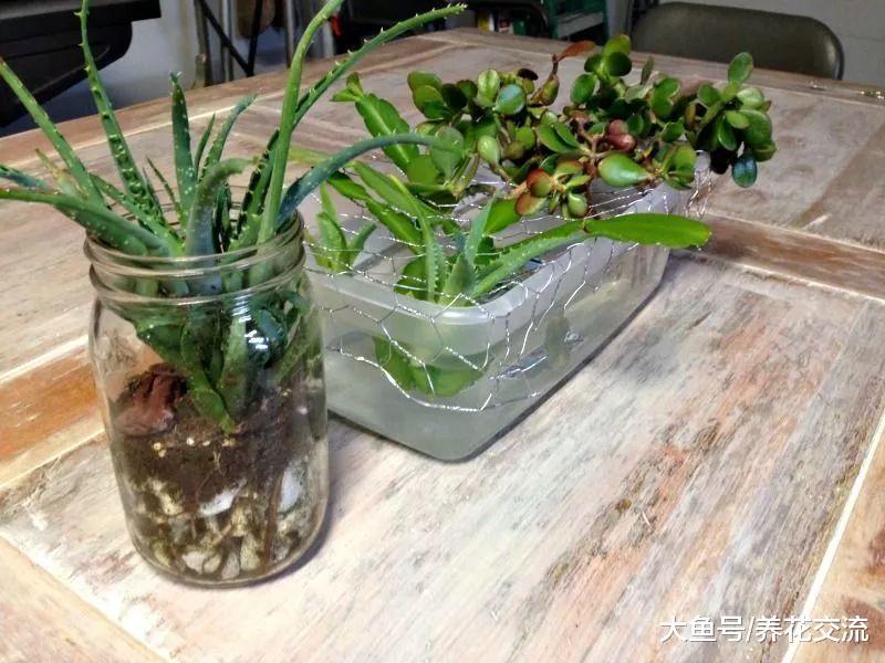 用铁丝网和塑料盒自制一个水培容器, 家里的多肉植物都能水培养护