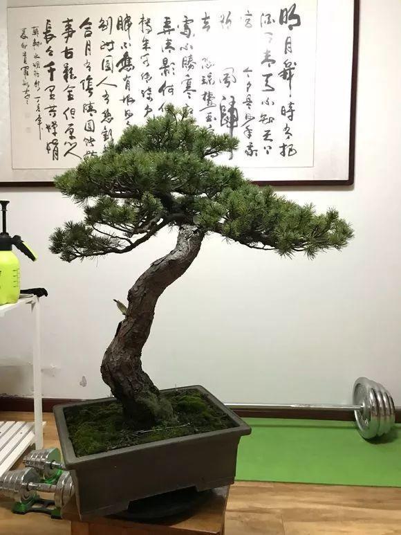 啥人送啥花, 一定得注意, 要是送错就尴尬了!