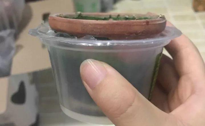 扦插的茉莉养不活? 给它套个塑料杯, 一个枝条长一盆!