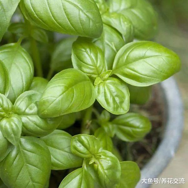 这12种植物都有非常棒的驱虫效果, 那家里养了哪一种呢?