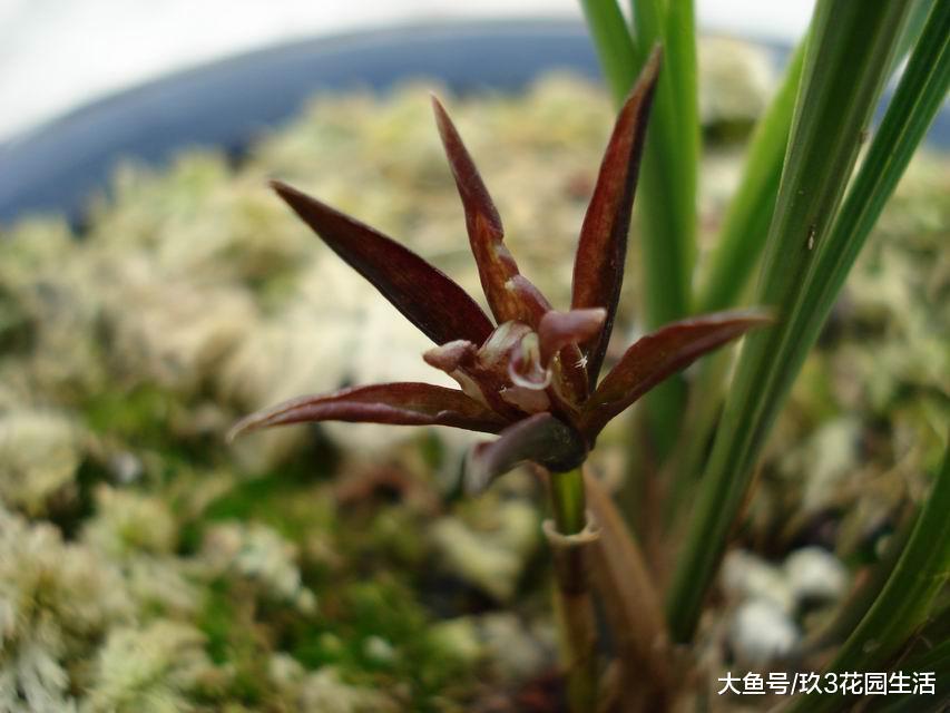 网购兰花如何防止被骗?