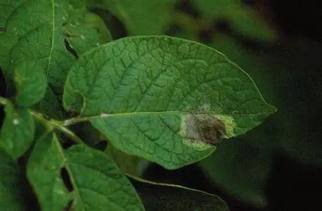 养花中, 这些常见的病虫害和处理方式你都知道吗? 该了解一下了!