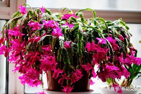 蟹爪兰开花之后掌握这几个技巧, 让它花朵保鲜更久