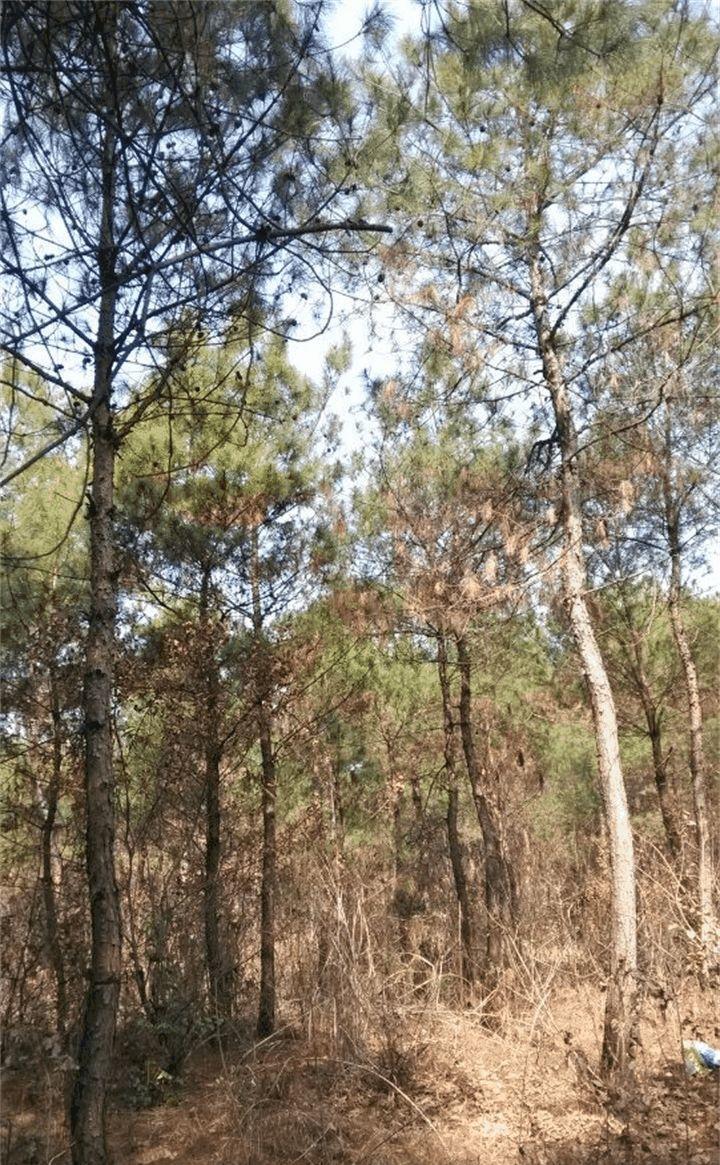 松树浑身都是宝, 拿来养花, 啥花都旺, 就你不知道!