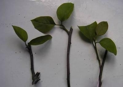 【花匠说】这花一根枝条就能活, 花开的比蟹爪兰还美, 给点阳光就爆盆、开花