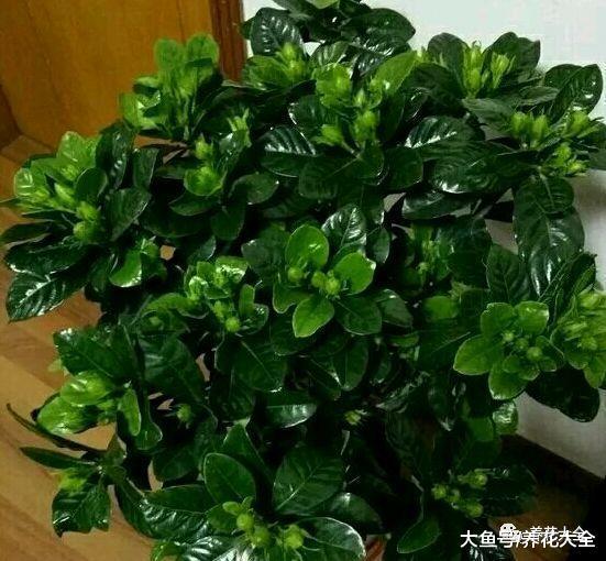 栀子花只长叶不开花? 那就学着这么养, 开花开到停不下来!