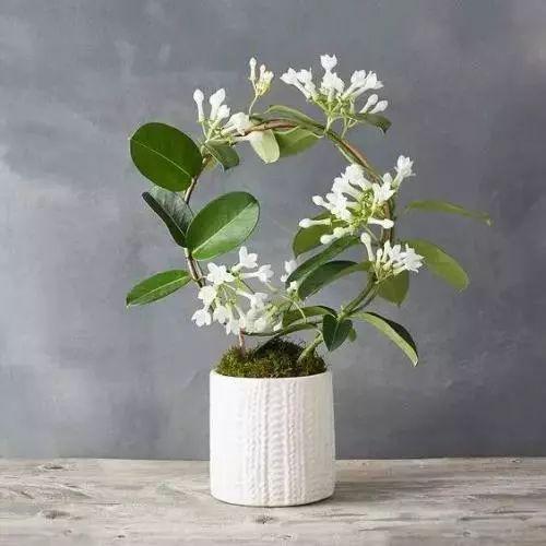 春天就适合养殖这些漂亮, 还好养的花卉, 快关在阳台慢慢欣赏!