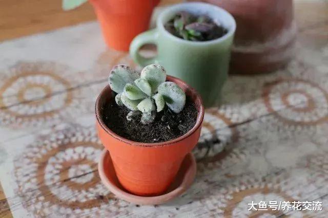 教你养好家里可爱的熊童子多肉盆栽, 不怕掉叶子