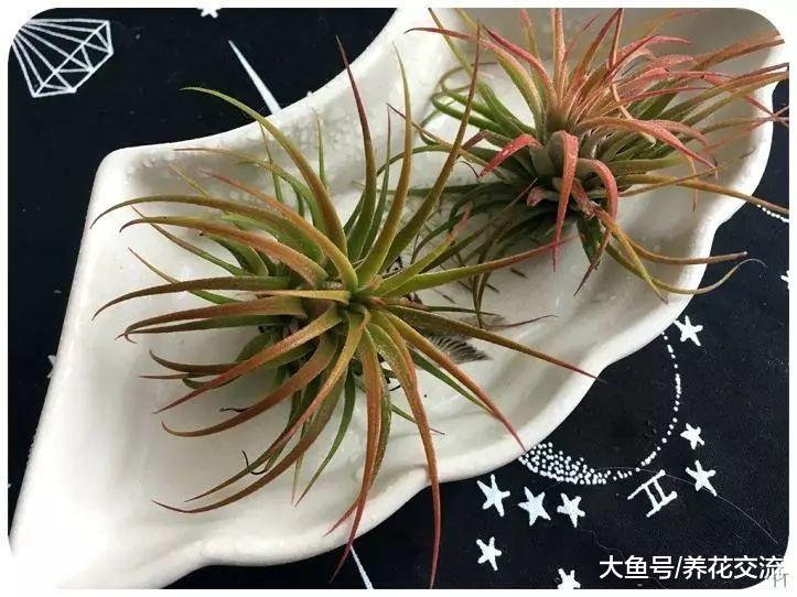 空气凤梨只需定期喷水就能养活, 可以随意摆放在家里的各个角落