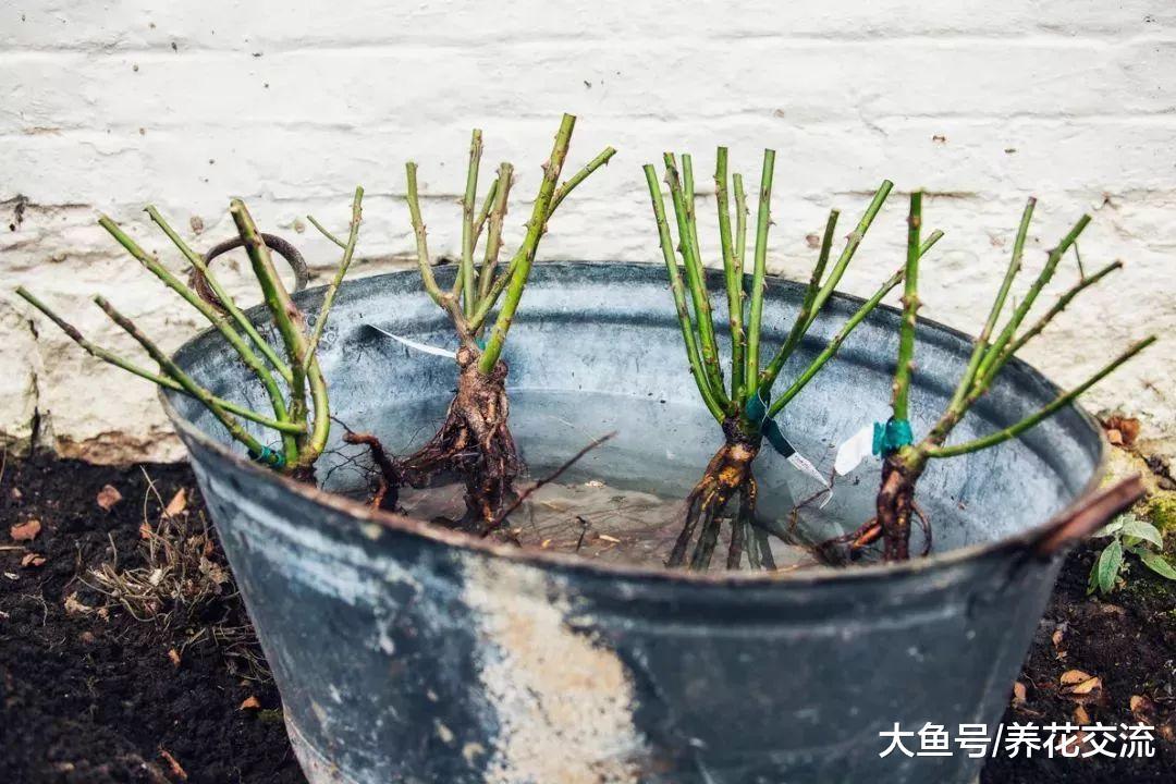 网上买来裸根月季用这些技巧养护, 很容易就能恢复生长