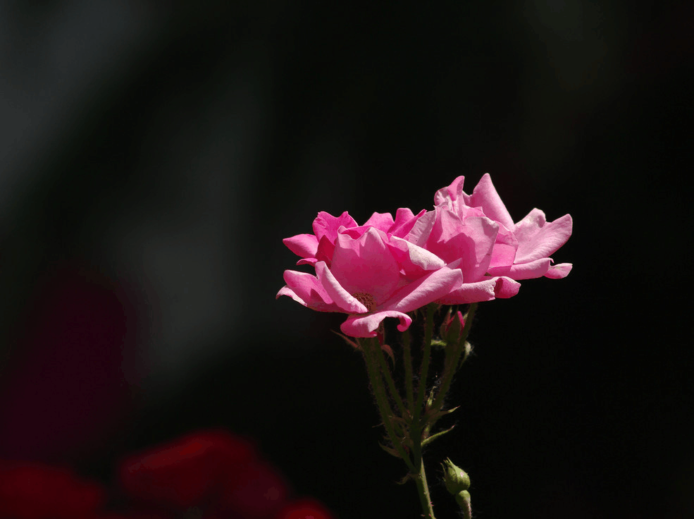 趁着“秋老虎”来之前, 赶紧播种这3种花卉, 开花早还好养