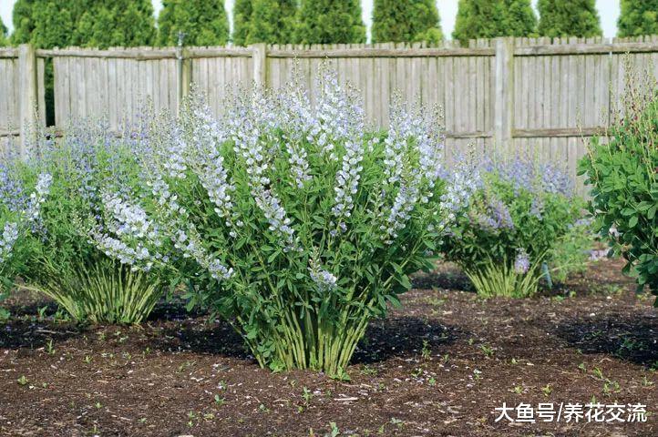 这几种常年开花的植物特别适合种院子里, 容易栽培、花朵好看