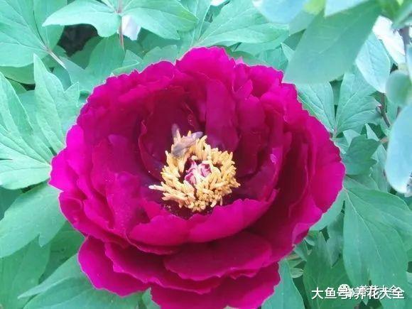杀虫剂不用买, 水里加点洋葱, 虫子全都死光光!