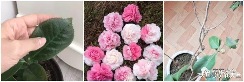 烂根的花盆底垫点料, 再也不烂根, 叶子绿的冒油!