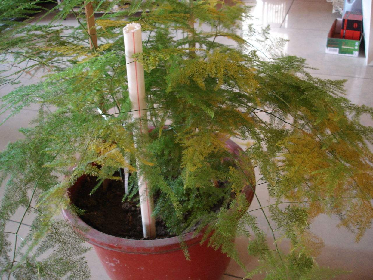 文竹“黄叶”? 这种“粉末”用下去, 根系壮绿叶毛茸茸!