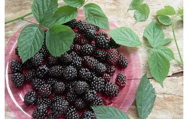 女人经常“胸痛”不要慌! 这5种食物是消炎药, 常吃可预防乳腺癌