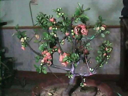 别人家的海棠花花团锦簇, 自家的只知道长个子不开花?