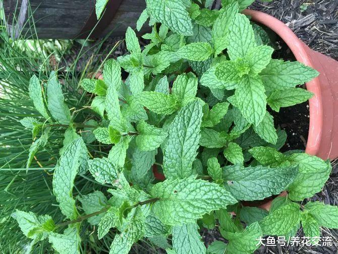 薄荷养在家里有这么多好处, 让蜘蛛、小老鼠和其他害虫远离