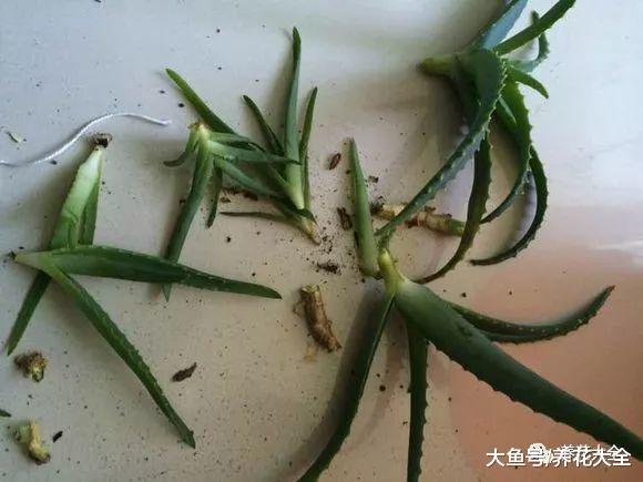 杀菌美容又能吃, 这花切1刀变10盆, 家里多得放不下!