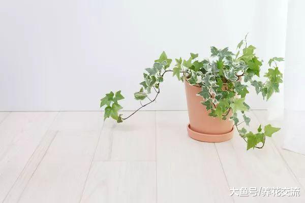 ?净化空气异常优秀的十种植物, 可以很好改善室内的空气质量