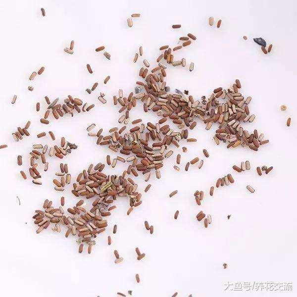 美女樱撒点种子到土壤中, 几周后长满一大盆迷人的小花
