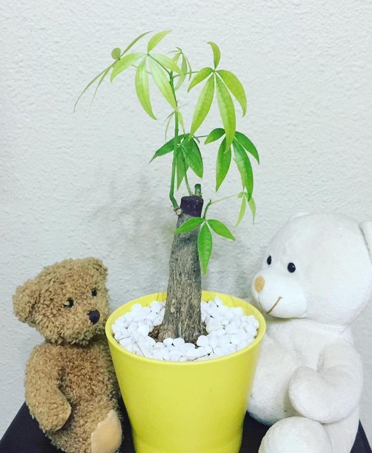 发财树冬天叶子发黄, 只要做好1点, 乐乐呵呵过冬季