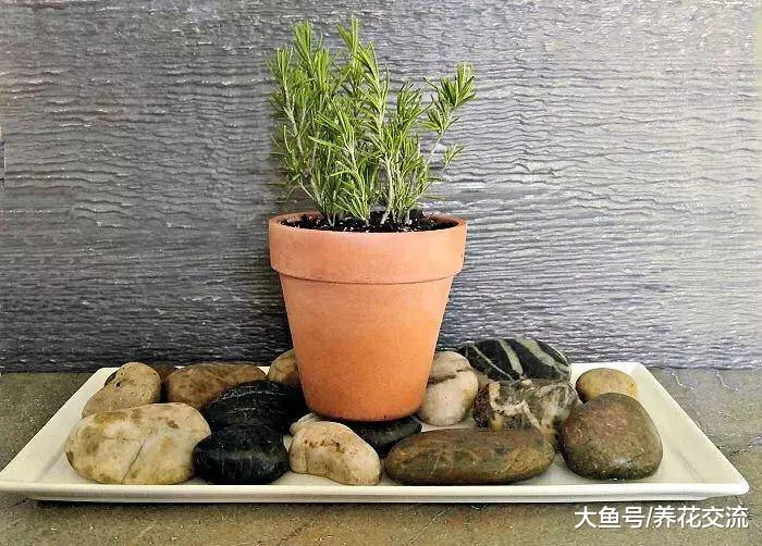 秋冬季节植物养在室内需要这几点额外照顾, 想养死花都难了